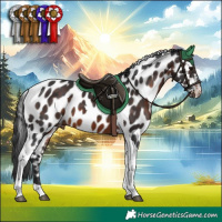 Horse Color:Brown Tobiano Appaloosa 
