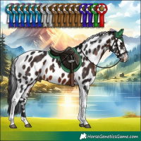 Horse Color:Brown Tobiano Appaloosa