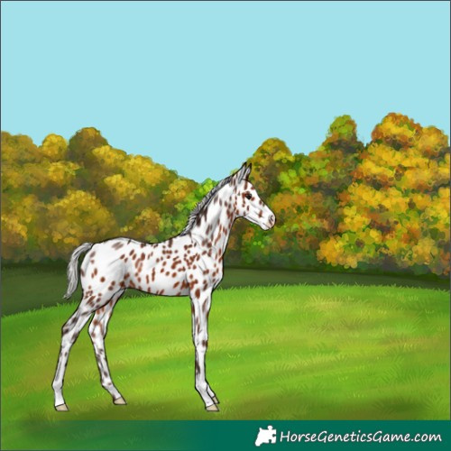 Horse Color:Silver Brown Appaloosa 