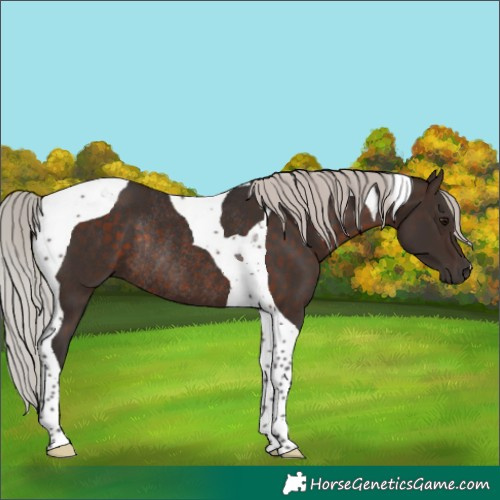 Horse Color:Silver Brown Tobiano Rabicano 