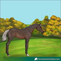 Horse Color:Silver Black 