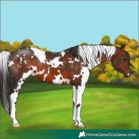 Horse Color:White Spotted Brown