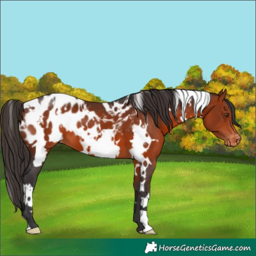Horse Color:White Spotted Bay Appaloosa 