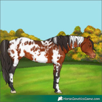 Horse Color:White Spotted Bay Appaloosa