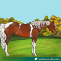 Horse Color:Silver Bay Tobiano Rabicano 