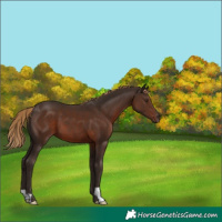 Horse Color:Liver Chestnut 