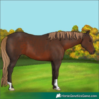 Horse Color:Liver Chestnut 