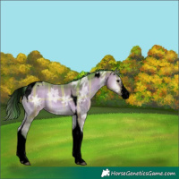 Horse Color:Void Watercolor Plaid  Bay Ice Onyx Sabino Tobiano Appaloosa 
