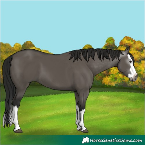 Horse Color:Gray Grullo Splash 