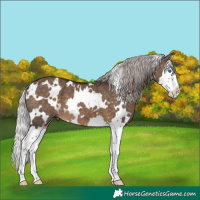 Horse Color:White Spotted Silver Brown Dun Splash 