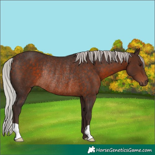 Horse Color:Silver Brown Rabicano 