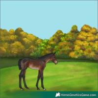 Horse Color:Brown 