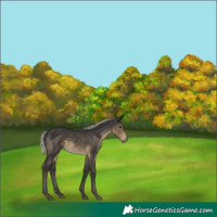 Horse Color:Silver Smoky Black