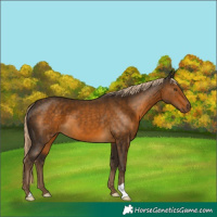Horse Color:Chocolate Palomino 