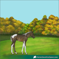 Horse Color:Silver Buckskin Tobiano 