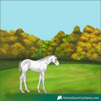 Horse Color:White Spotted Chocolate Palomino Dun 
