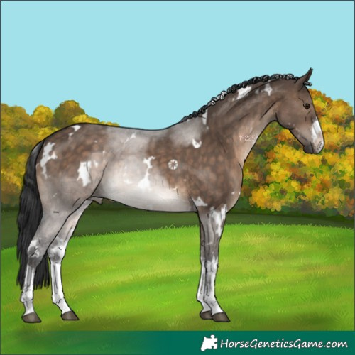 Horse Color:White Spotted Brown Dun 