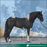 Horse Color:Black Tobiano 