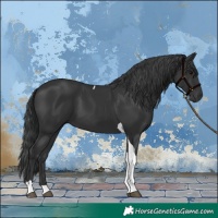Horse Color:Black Tobiano 