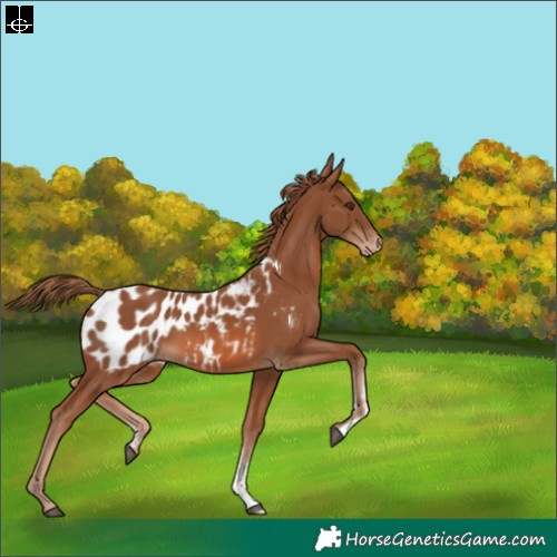 Horse Color:Chestnut Sabino Blanket 