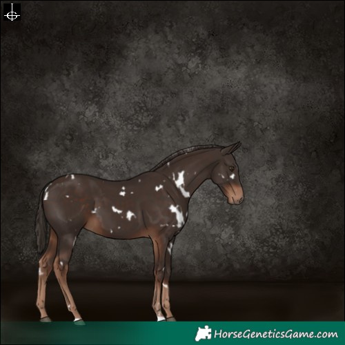 Horse Color:White Spotted Liver Chestnut 