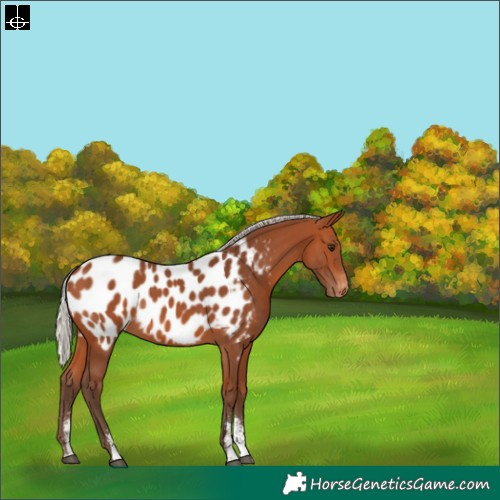 Horse Color:Silver Bay Sabino Blanket 