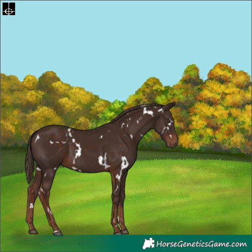 Horse Color:White Spotted Liver Chestnut 
