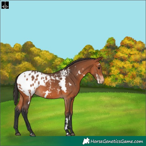 Horse Color:White Spotted Bay Varnish 