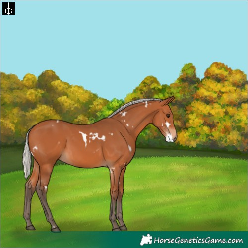 Horse Color:White Spotted Silver Bay 