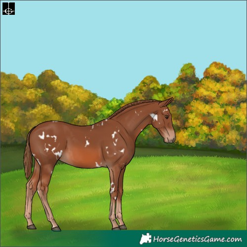 Horse Color:White Spotted Chestnut 