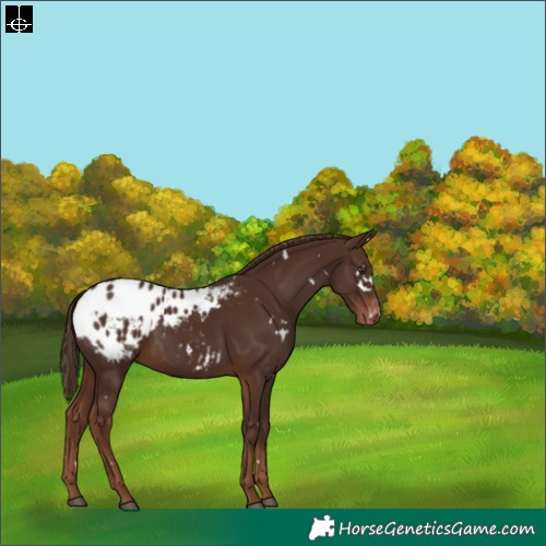 Horse Color:White Spotted Liver Chestnut Varnish 
