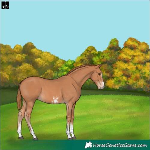 Horse Color:Chestnut Sabino 