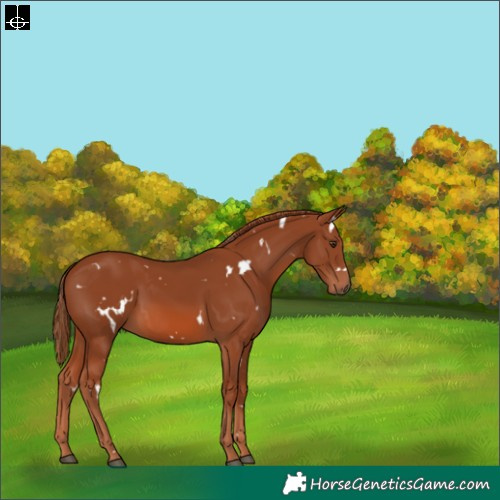 Horse Color:White Spotted Chestnut 