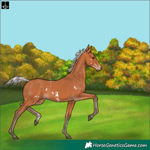 Horse Color:White Spotted Silver Bay 