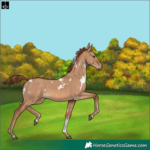 Horse Color:White Spotted Red Dun 