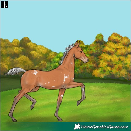 Horse Color:White Spotted Silver Bay 