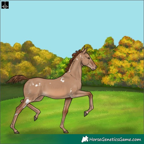 Horse Color:White Spotted Red Dun 