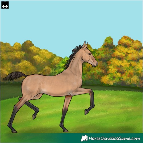 Horse Color:Bay Dun 