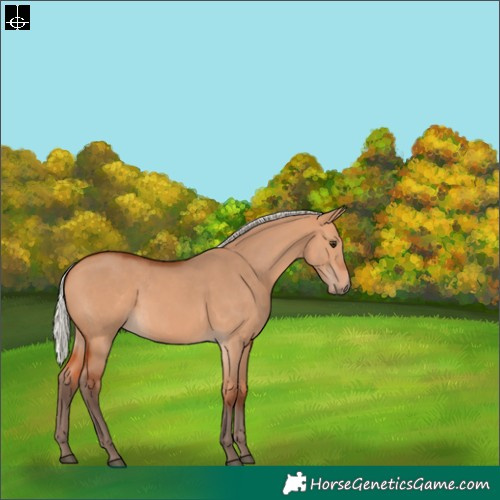 Horse Color:Silver Bay Dun 