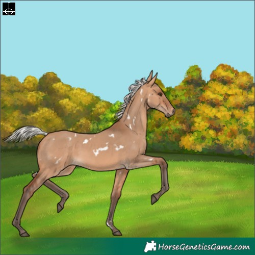 Horse Color:White Spotted Silver Bay Dun 