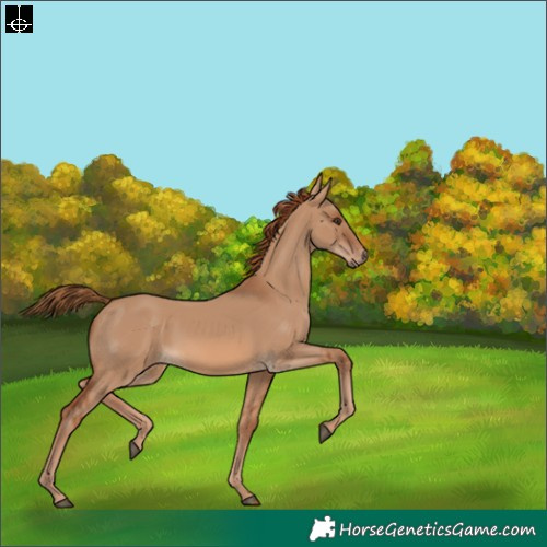 Horse Color:Red Dun 