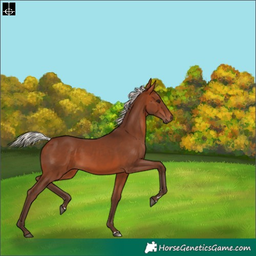 Horse Color:Silver Brown 