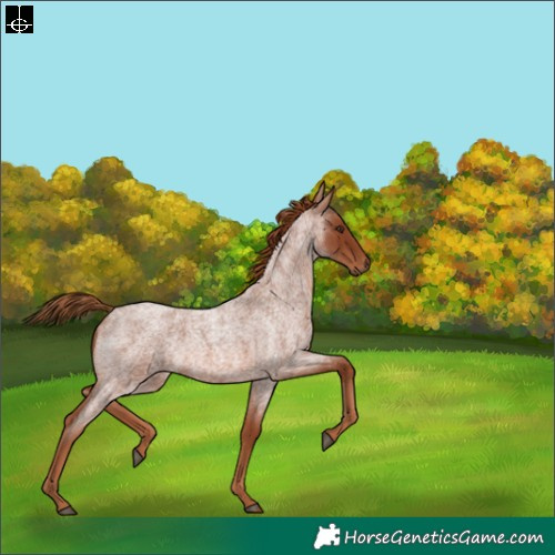 Horse Color:Red Roan 