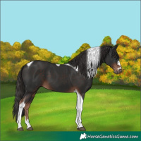 Horse Color:Liver Chestnut Tobiano 