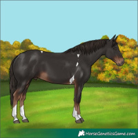 Horse Color:Liver Chestnut Tobiano 