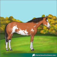 Horse Color:Bay Splash Frame