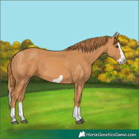 Horse Color:Chestnut Splash Frame