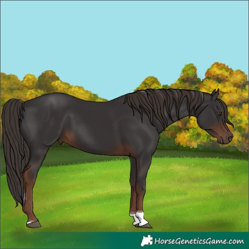 Horse Color:Liver Chestnut Tobiano 