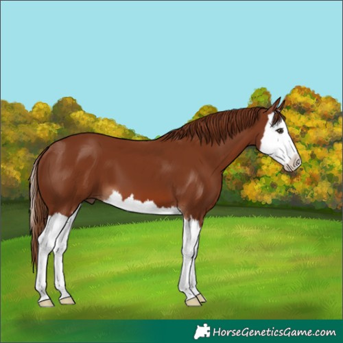 Horse Color:Chestnut Splash 