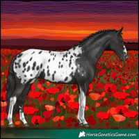 Horse Color:Liver Chestnut Tobiano Appaloosa 